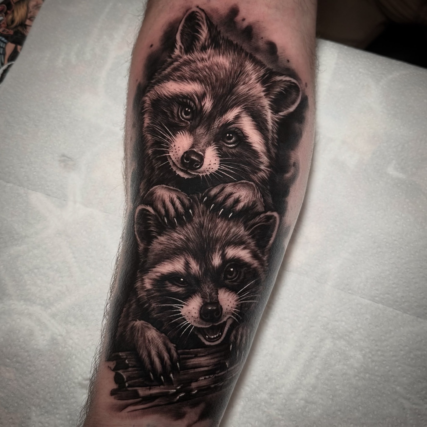 Two realistic raccoons tattooed on the lower leg